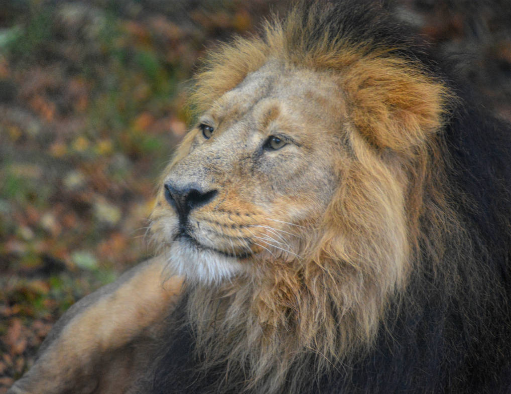 Asiatic Lion