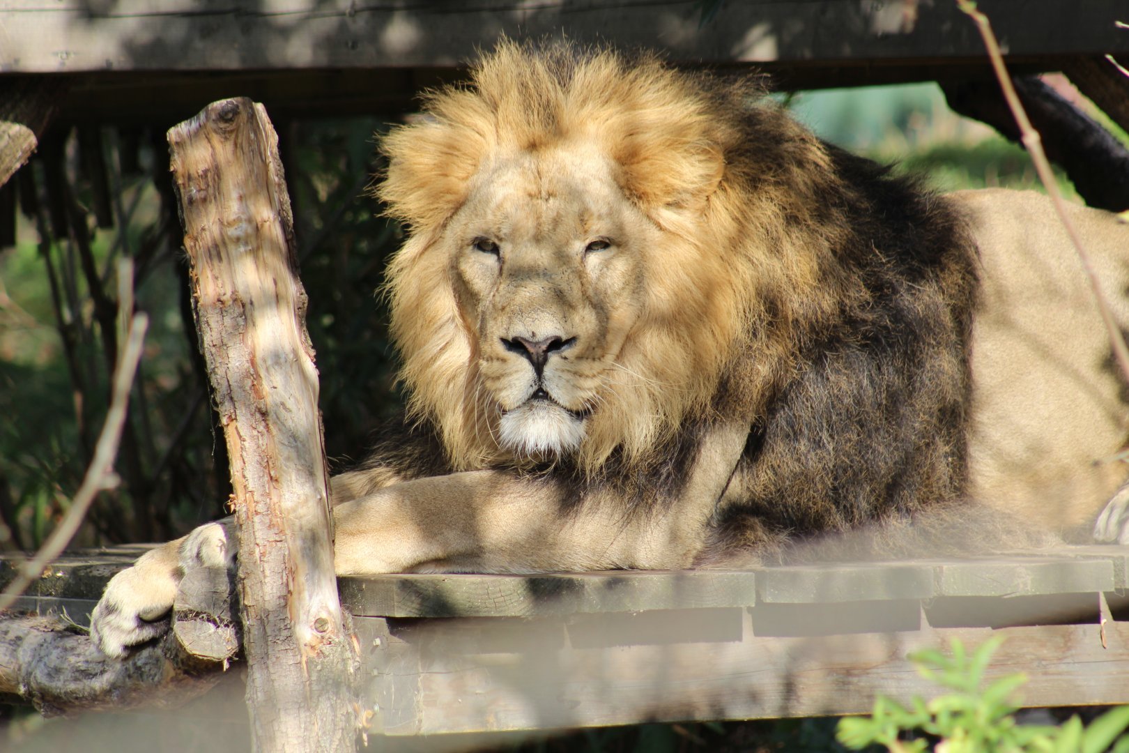 Asiatic Lion