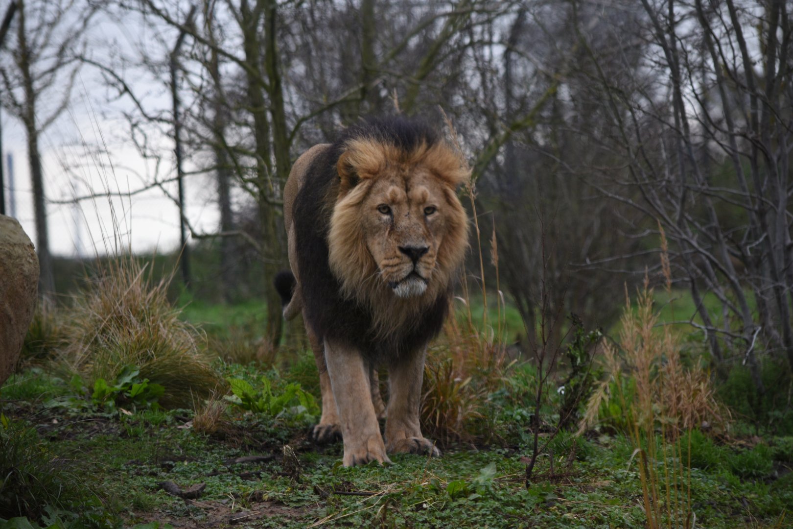 Asiatic lion