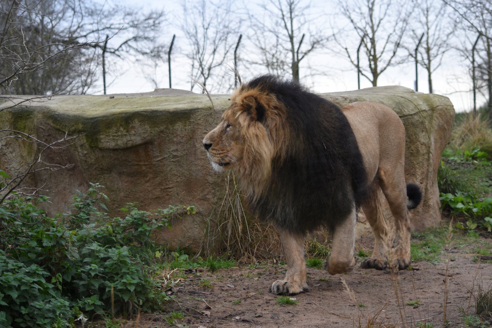 Asiatic lion