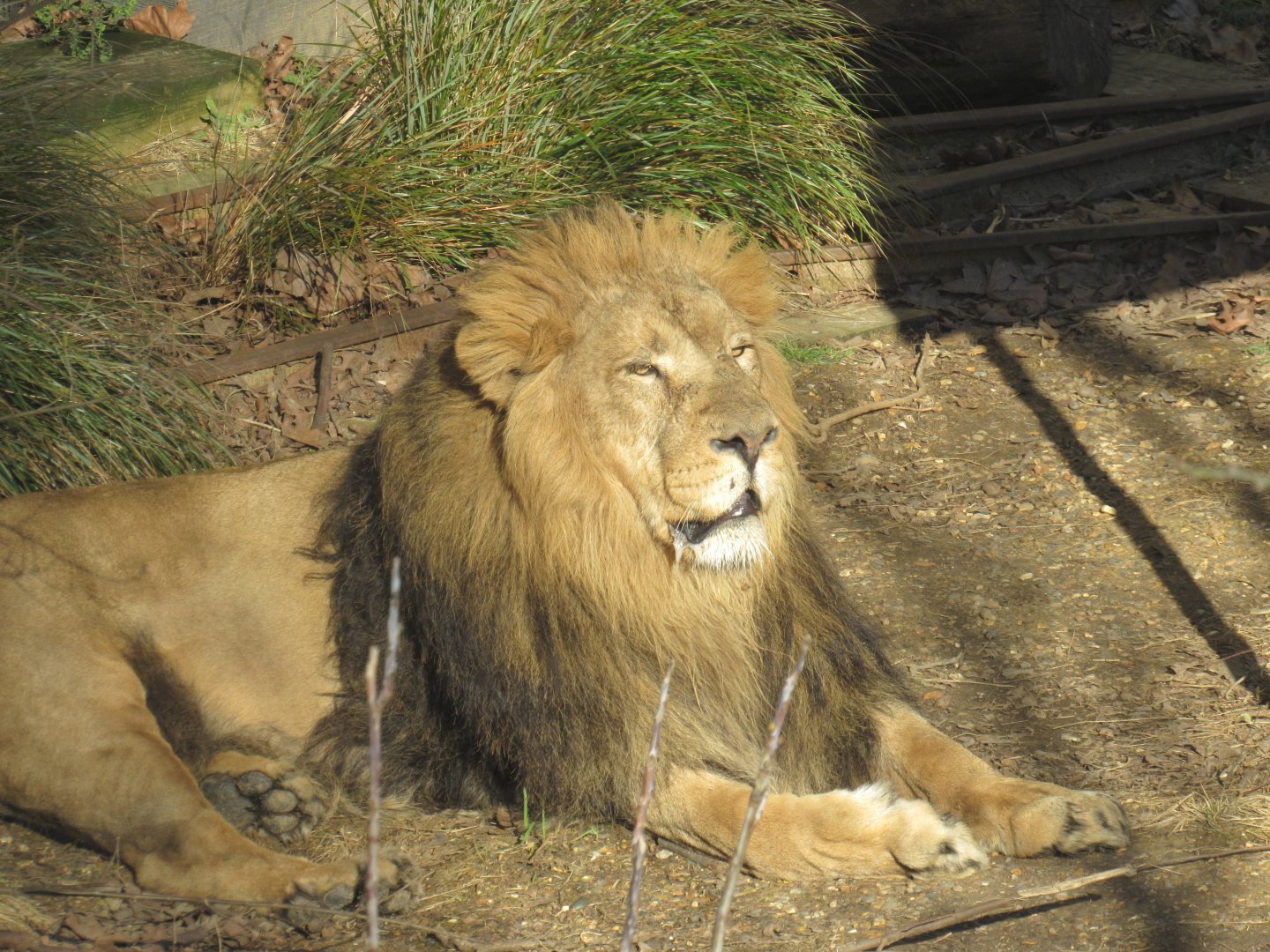 Asiatic Lion