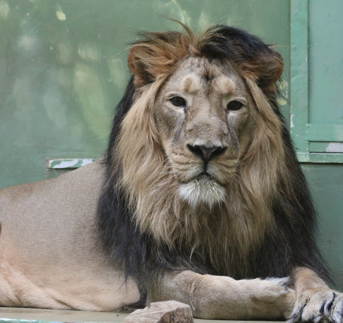 Asiatic lion