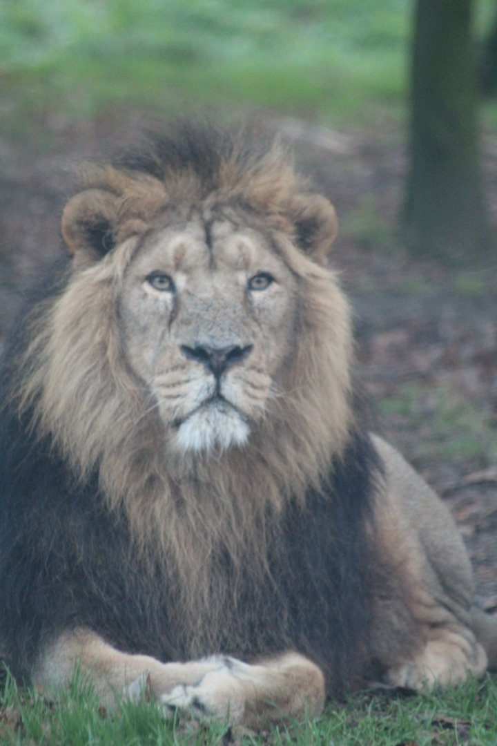 Asiatic Lion