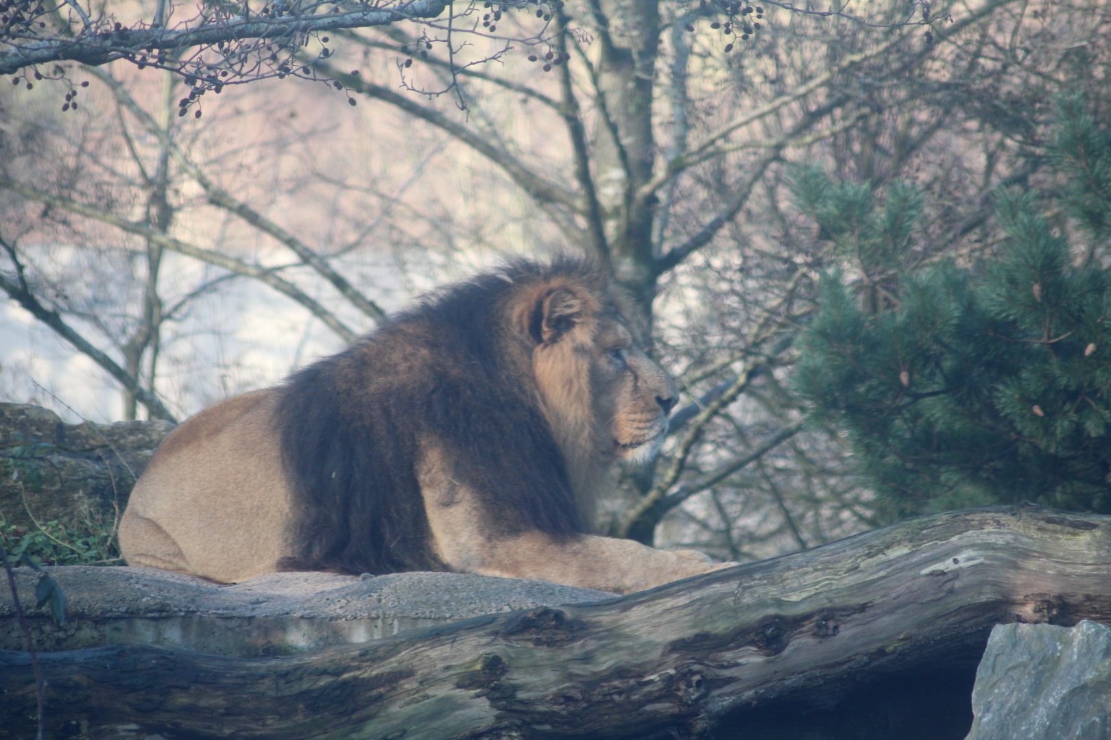 Asiatic lion