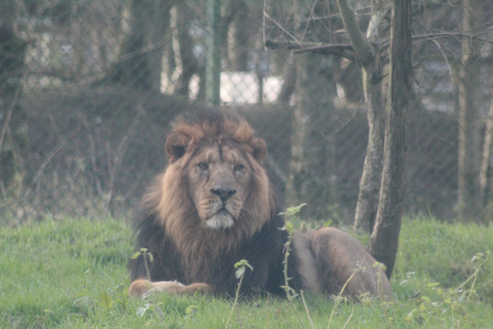 Asiatic lion