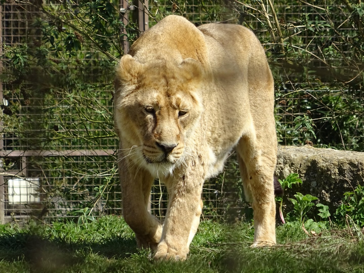 Asiatic Lion
