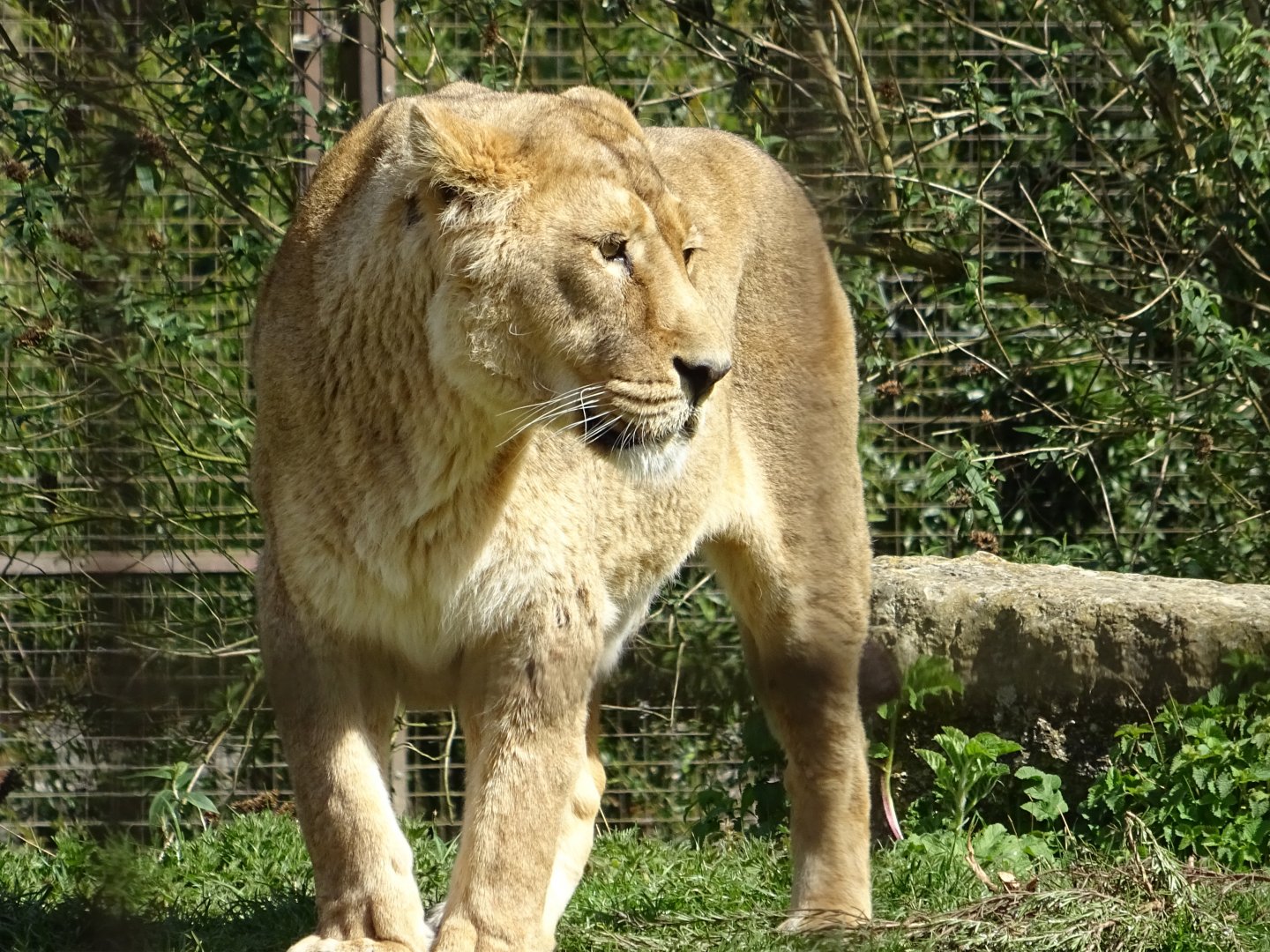 Asiatic Lion