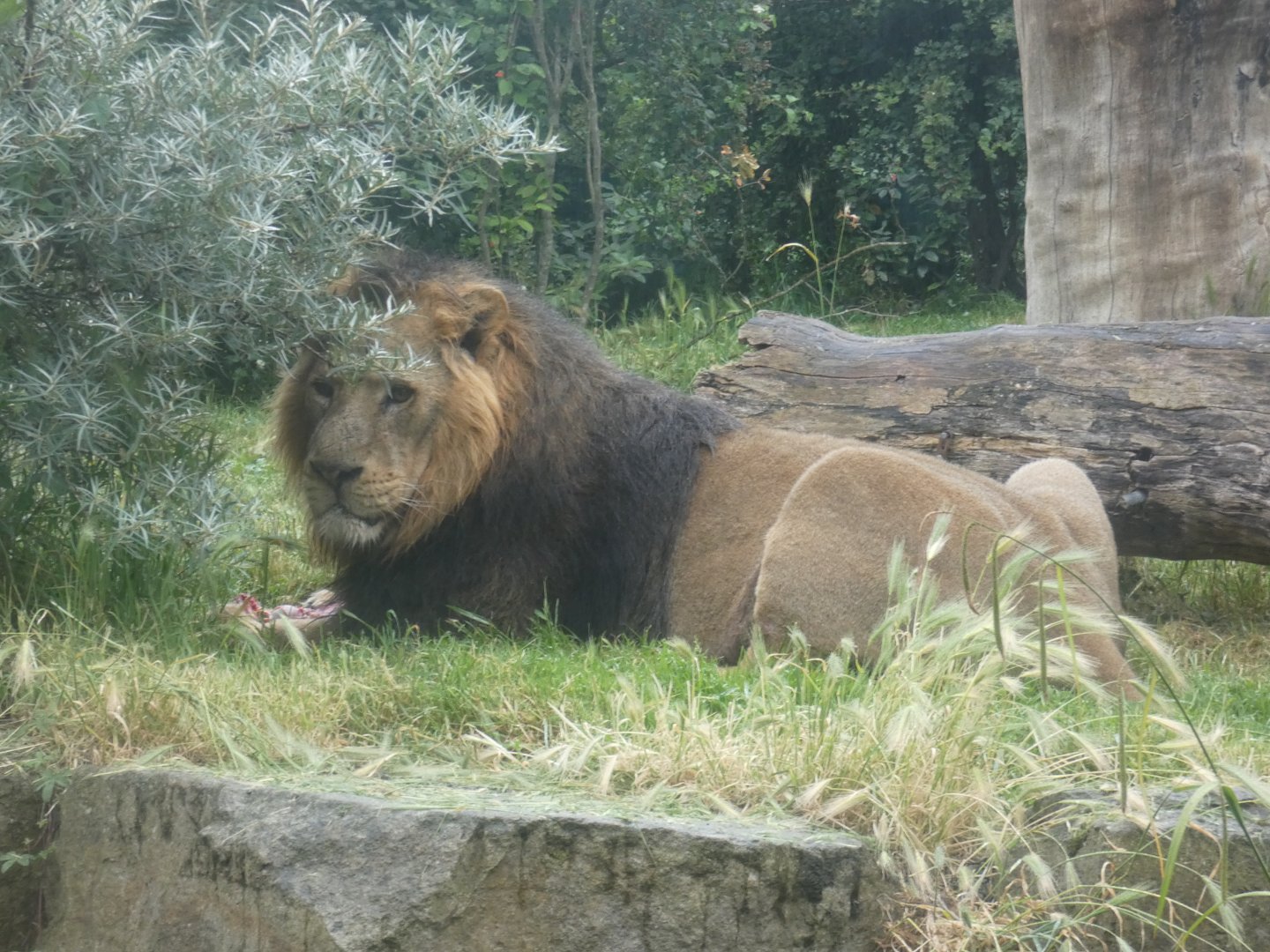 Asiatic lion