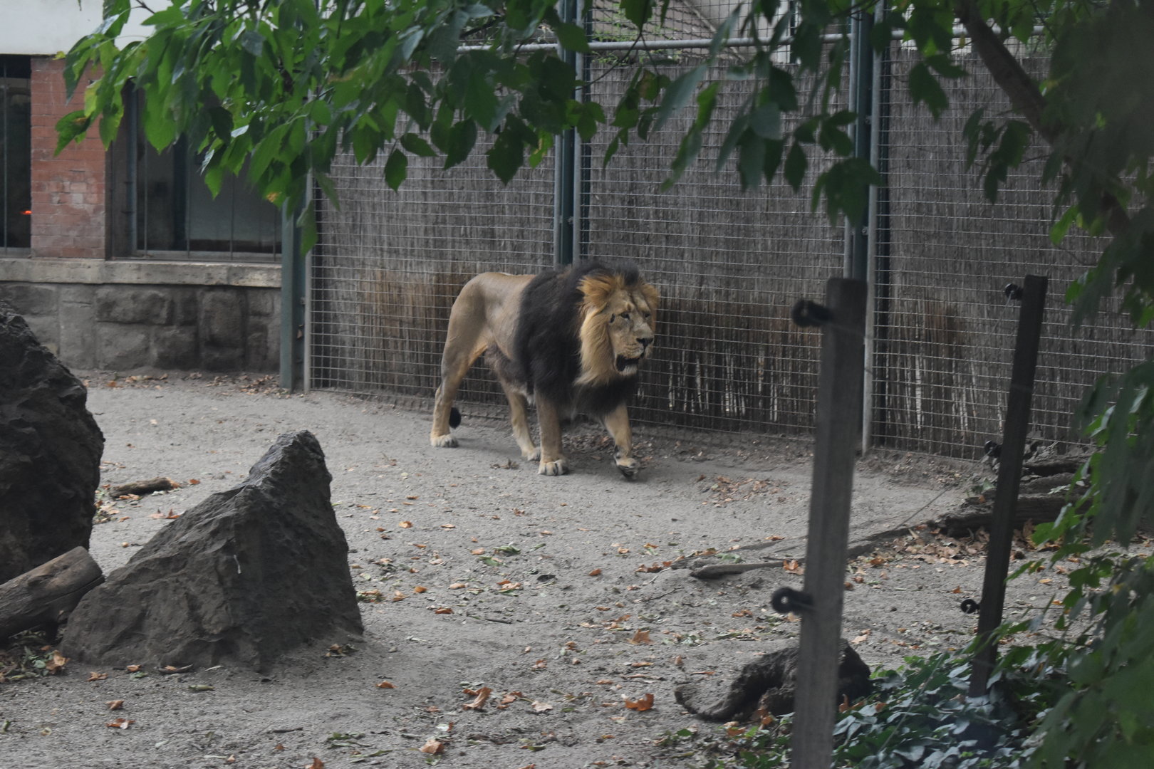 Asiatic lion