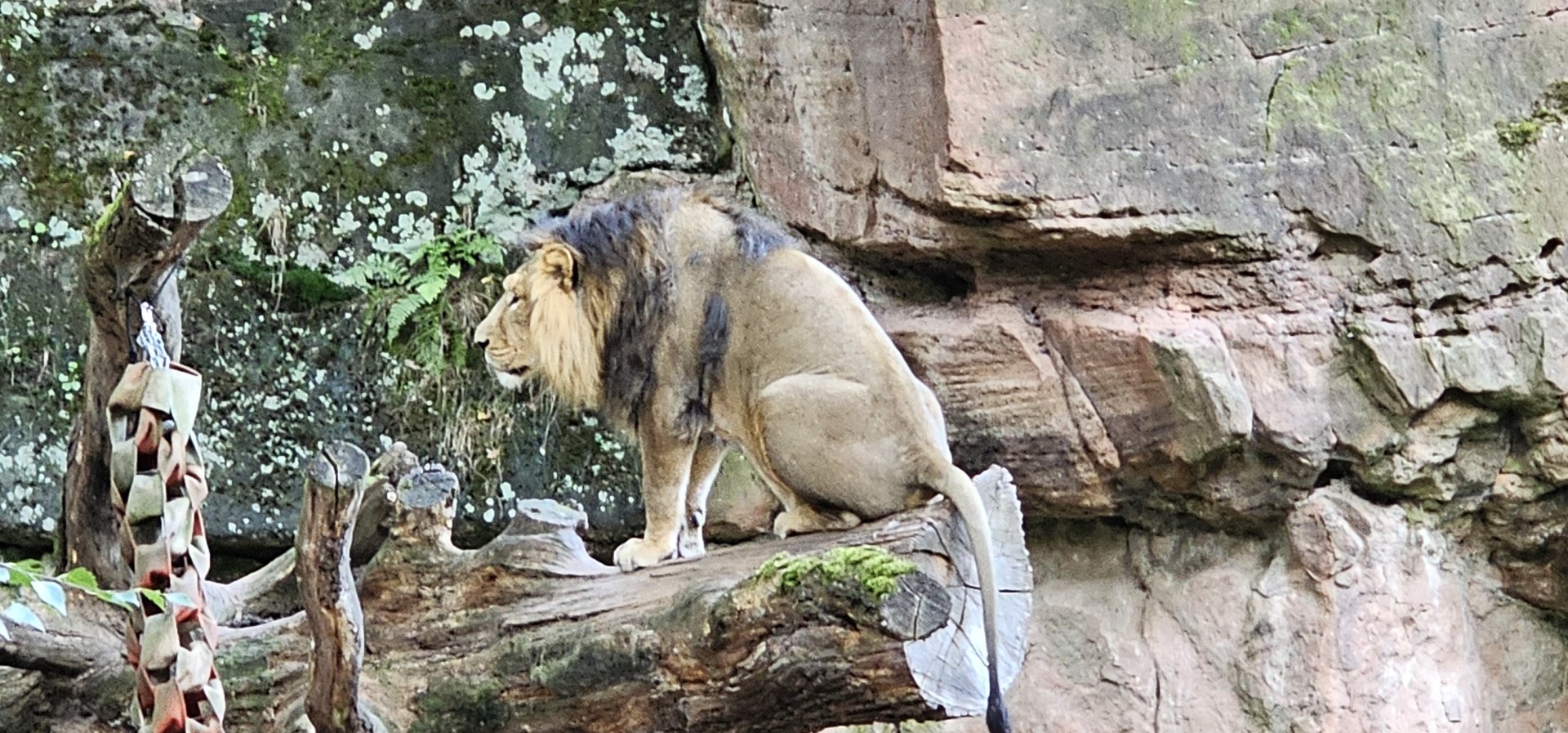 Asiatic lion
