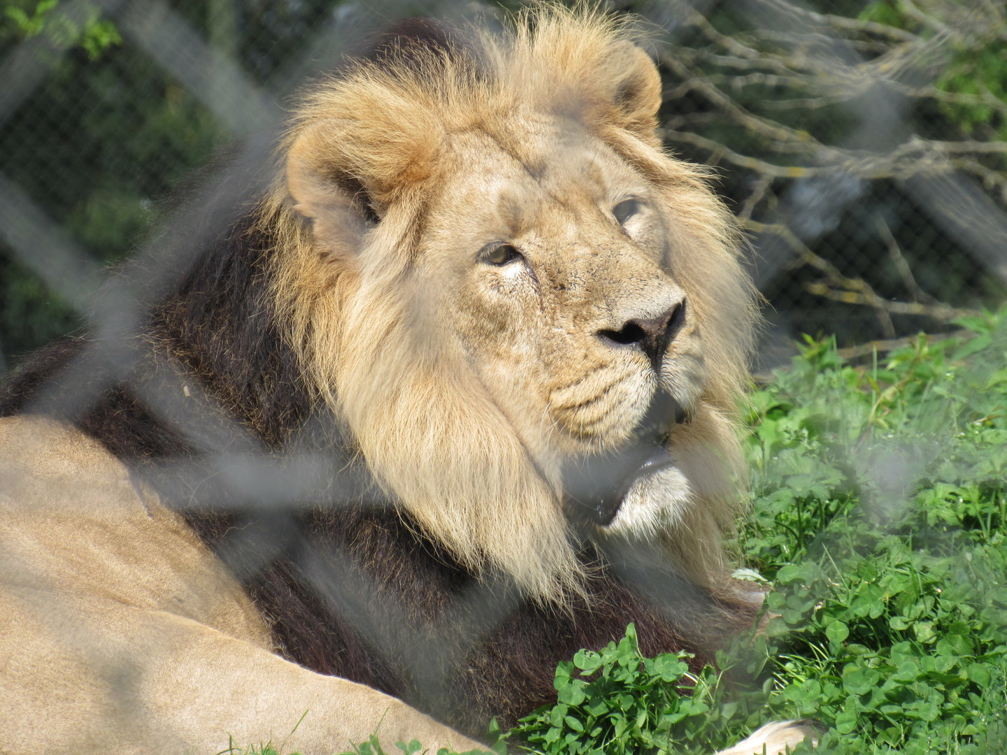 Asiatic Lion