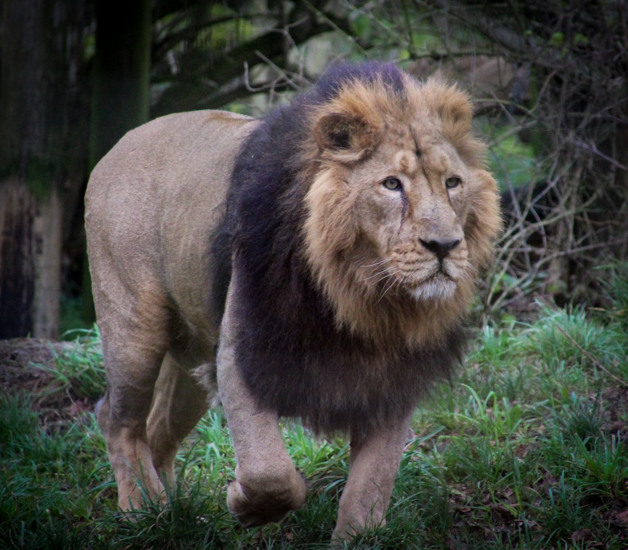 Asiatic Lion