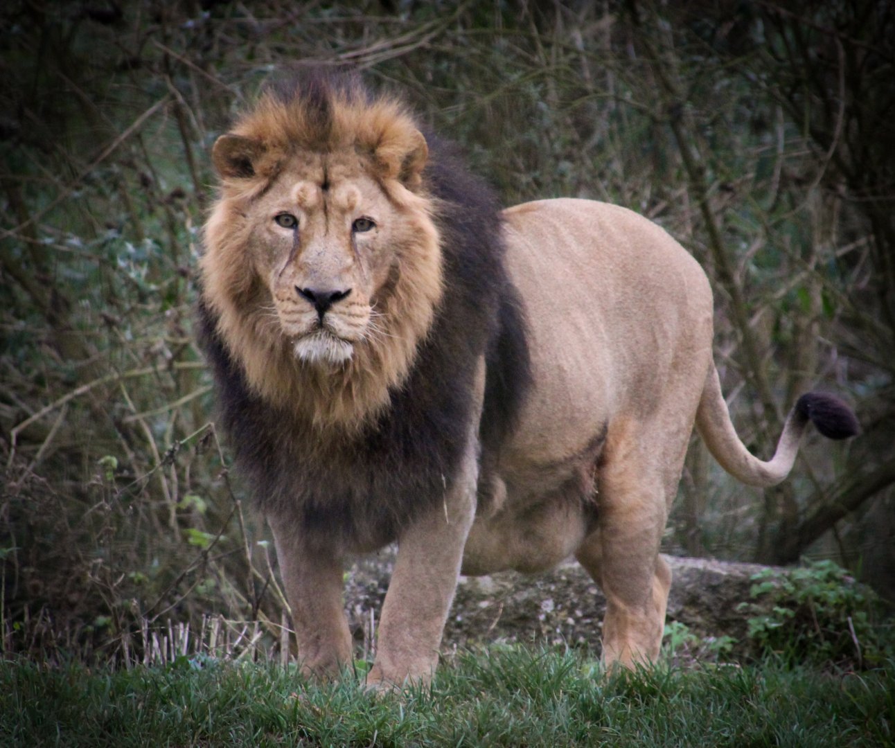 Asiatic Lion
