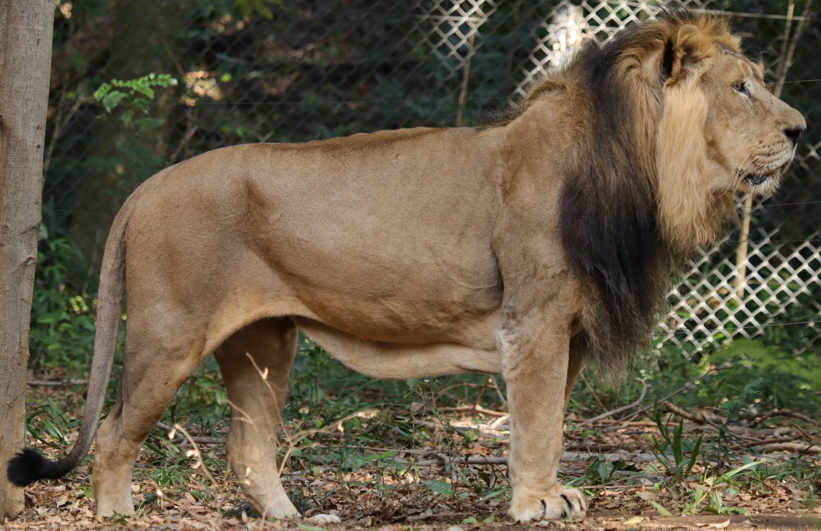 Asiatic Lion