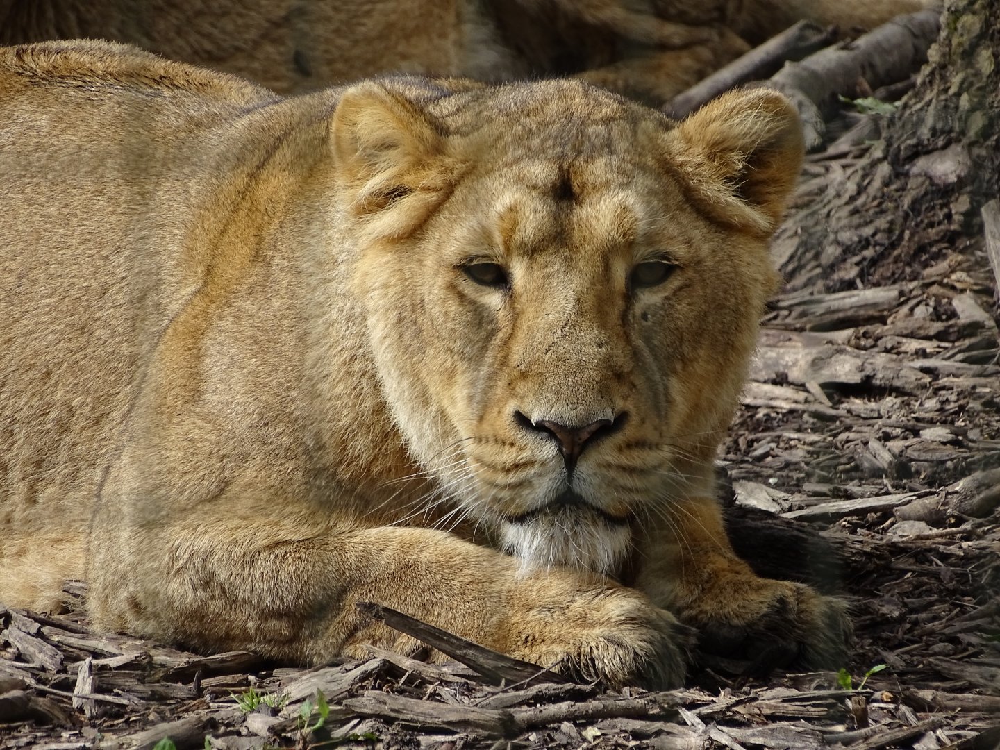 Asiatic lion