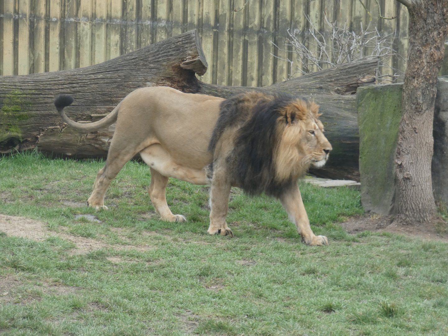 Asiatic lion