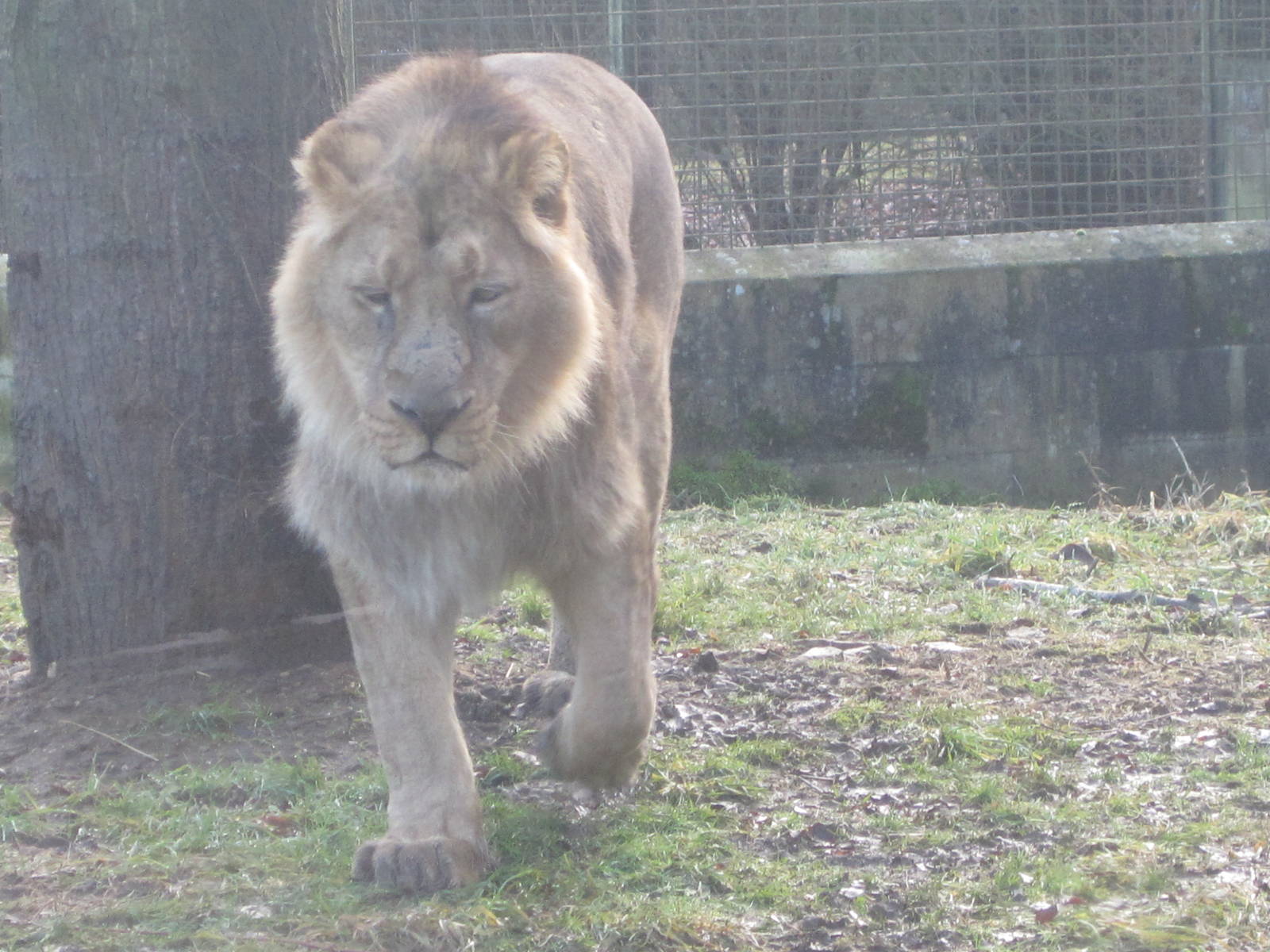 Asiatic lion