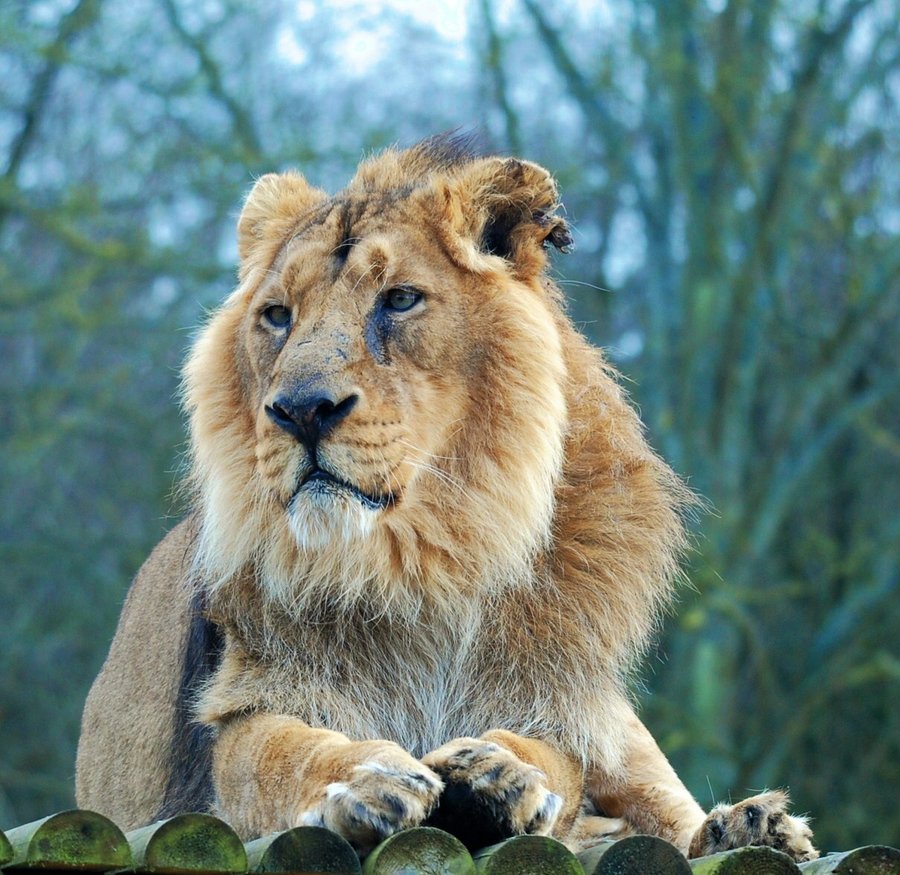 Asiatic Lion