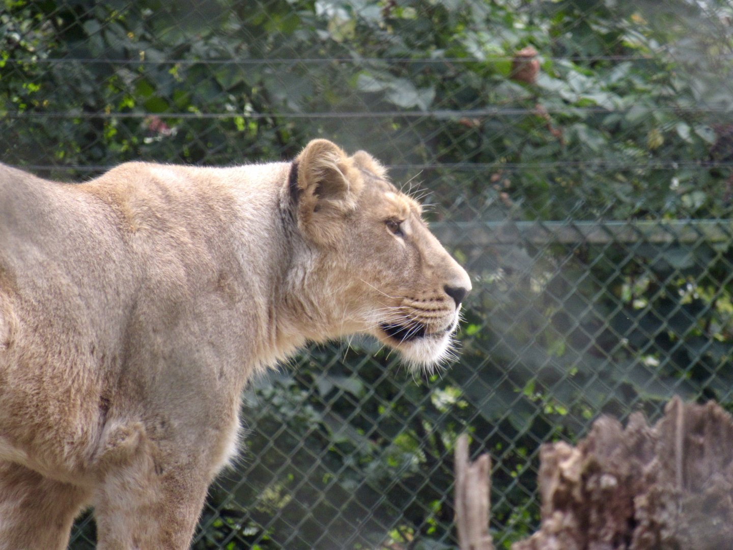 Asiatic lion