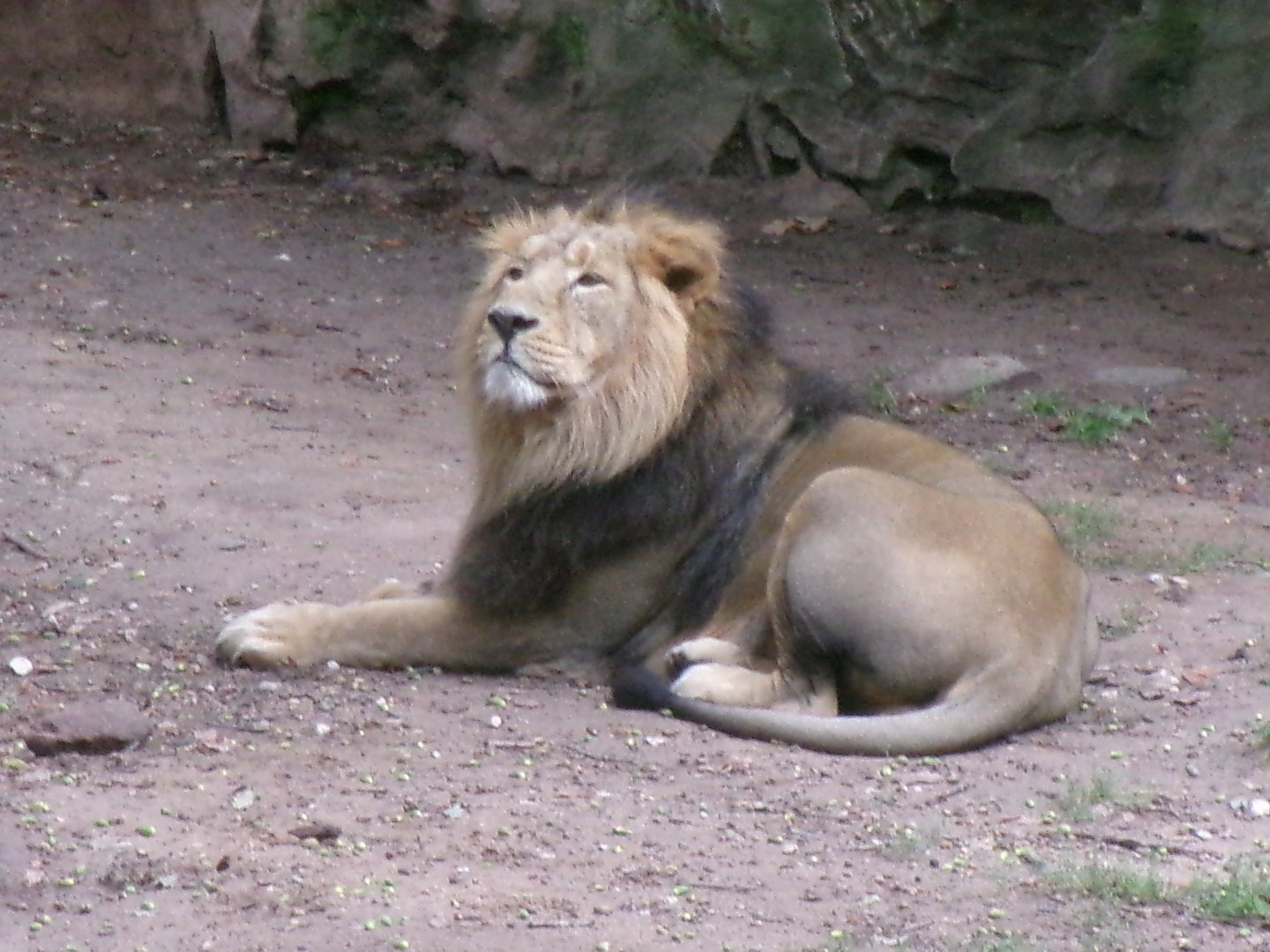 Asiatic lion