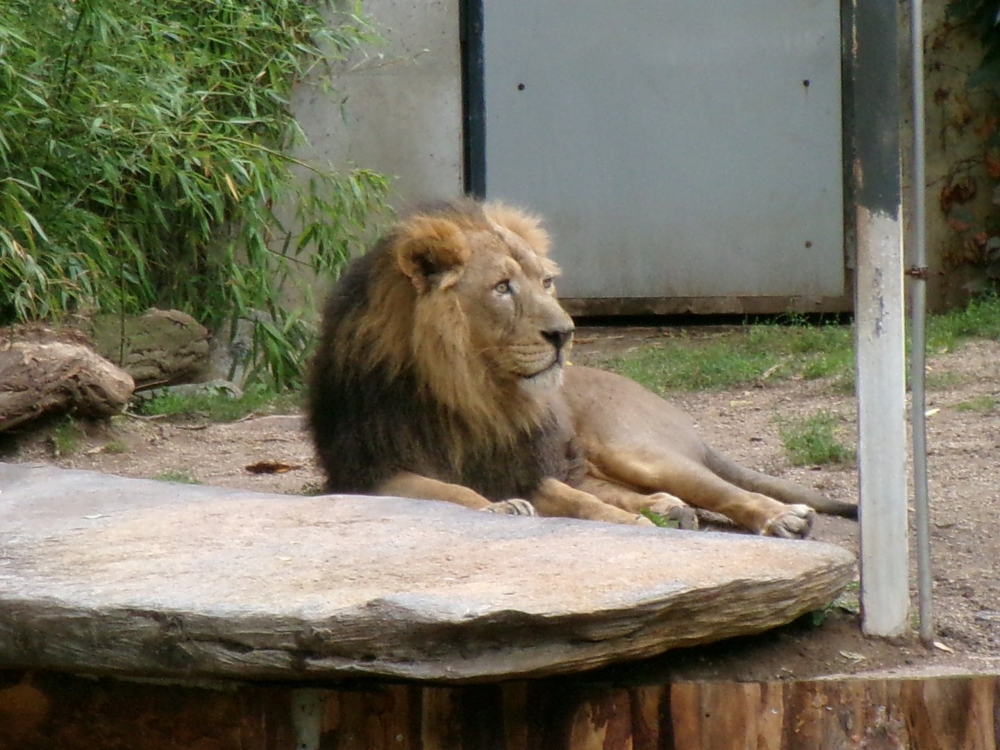 Asiatic lion