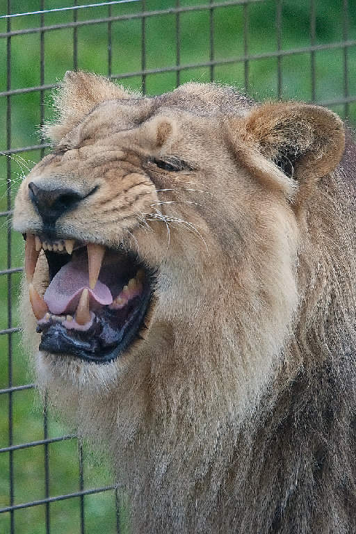 Asiatic Lion