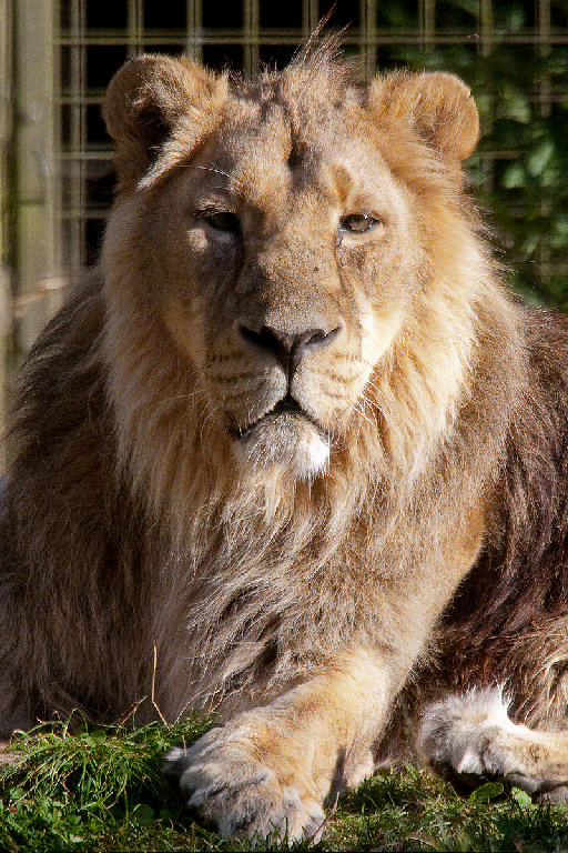 Asiatic Lion