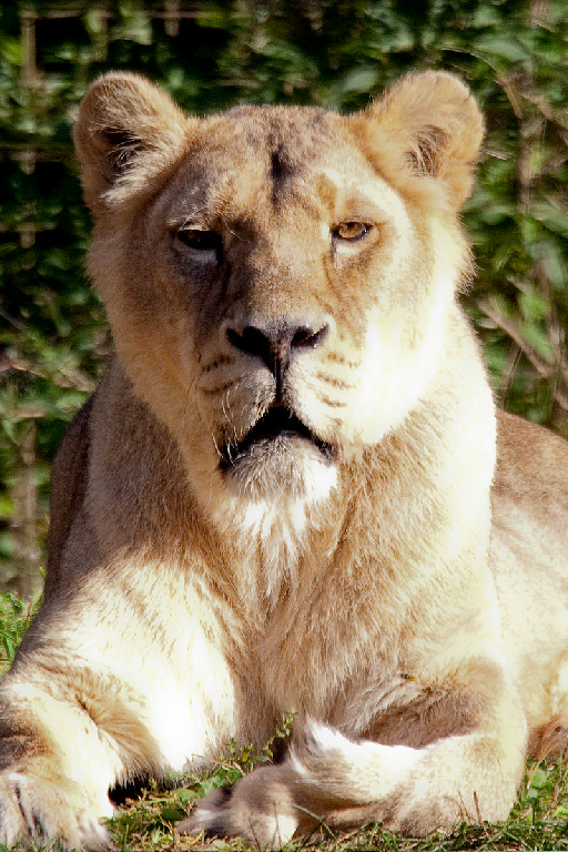 Asiatic Lion