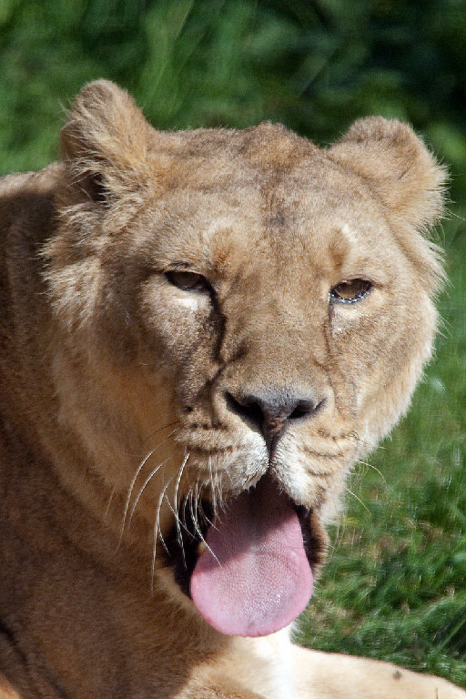 Asiatic Lion
