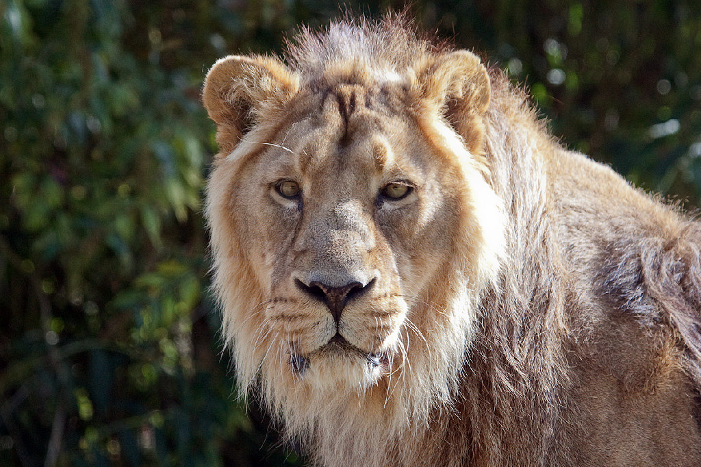 Asiatic Lion