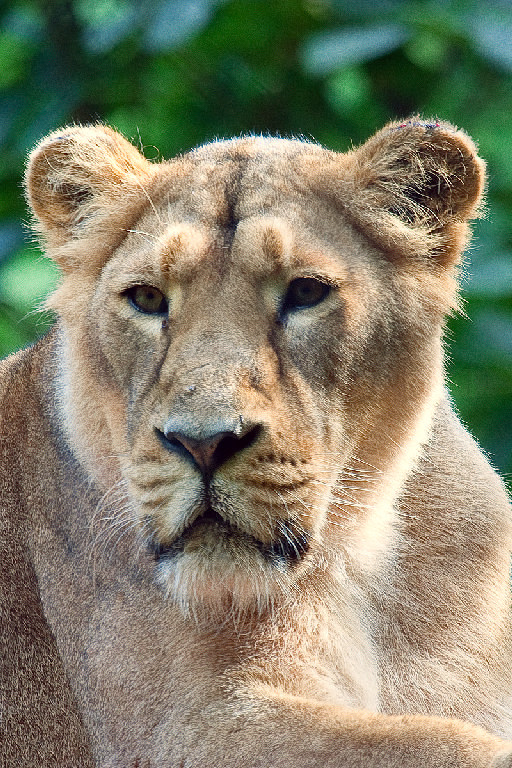 Asiatic Lion