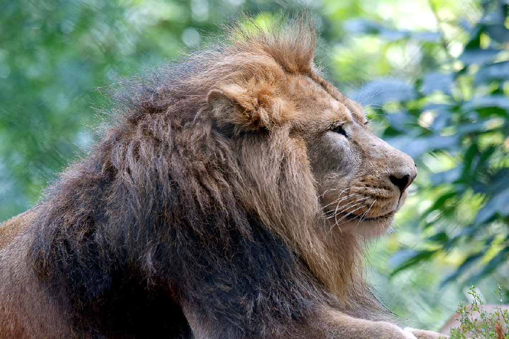 Asiatic Lion