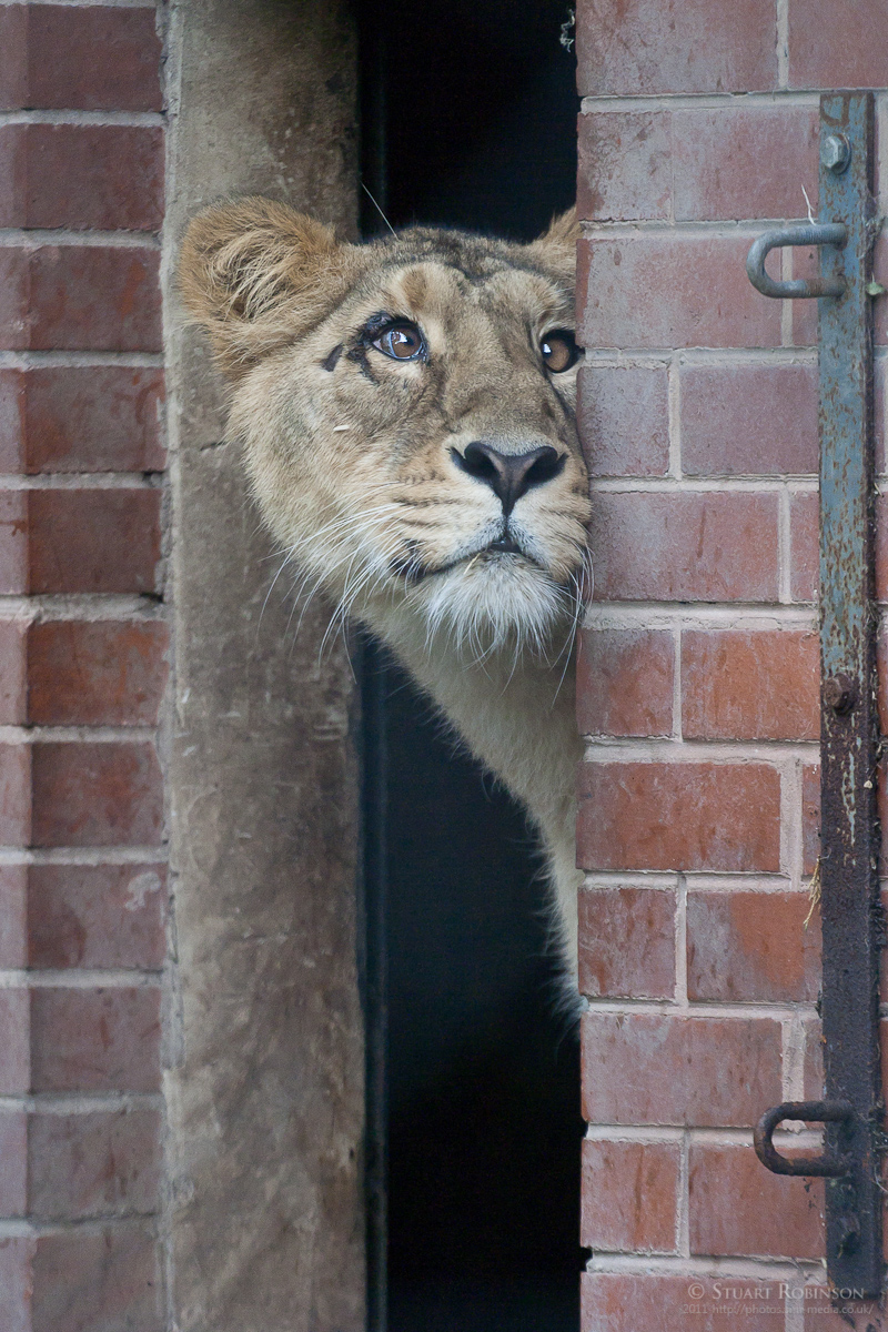 Asiatic Lioness - 16/09/2011