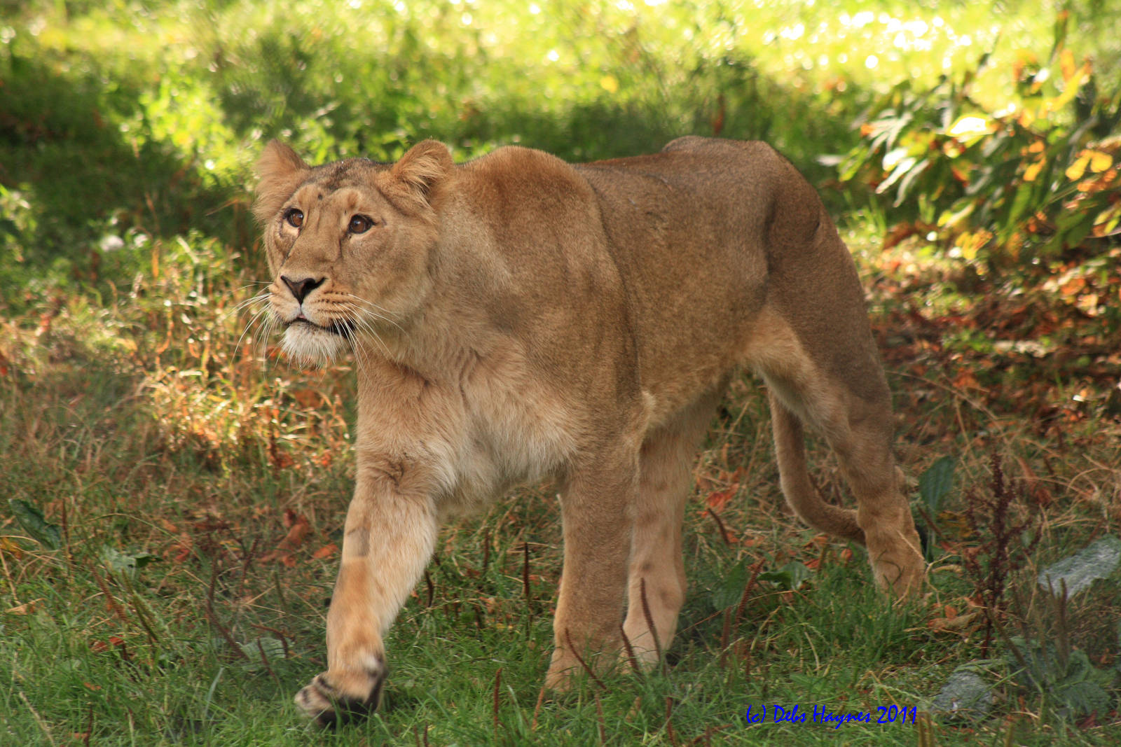 Asiatic Lioness 18th Sept 2011 - Kiburi (Clarence!!)