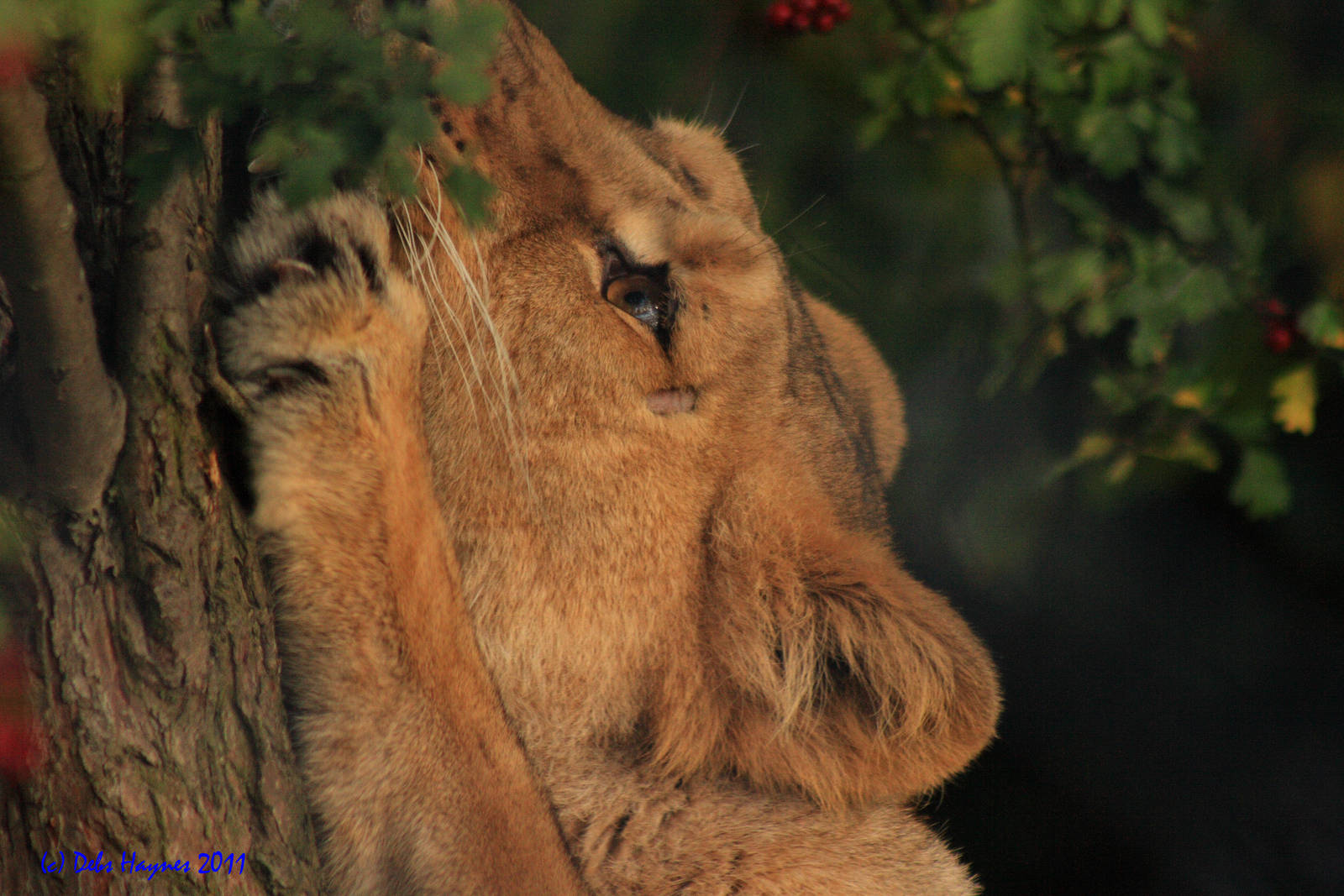 Asiatic Lioness 18th Sept 2011