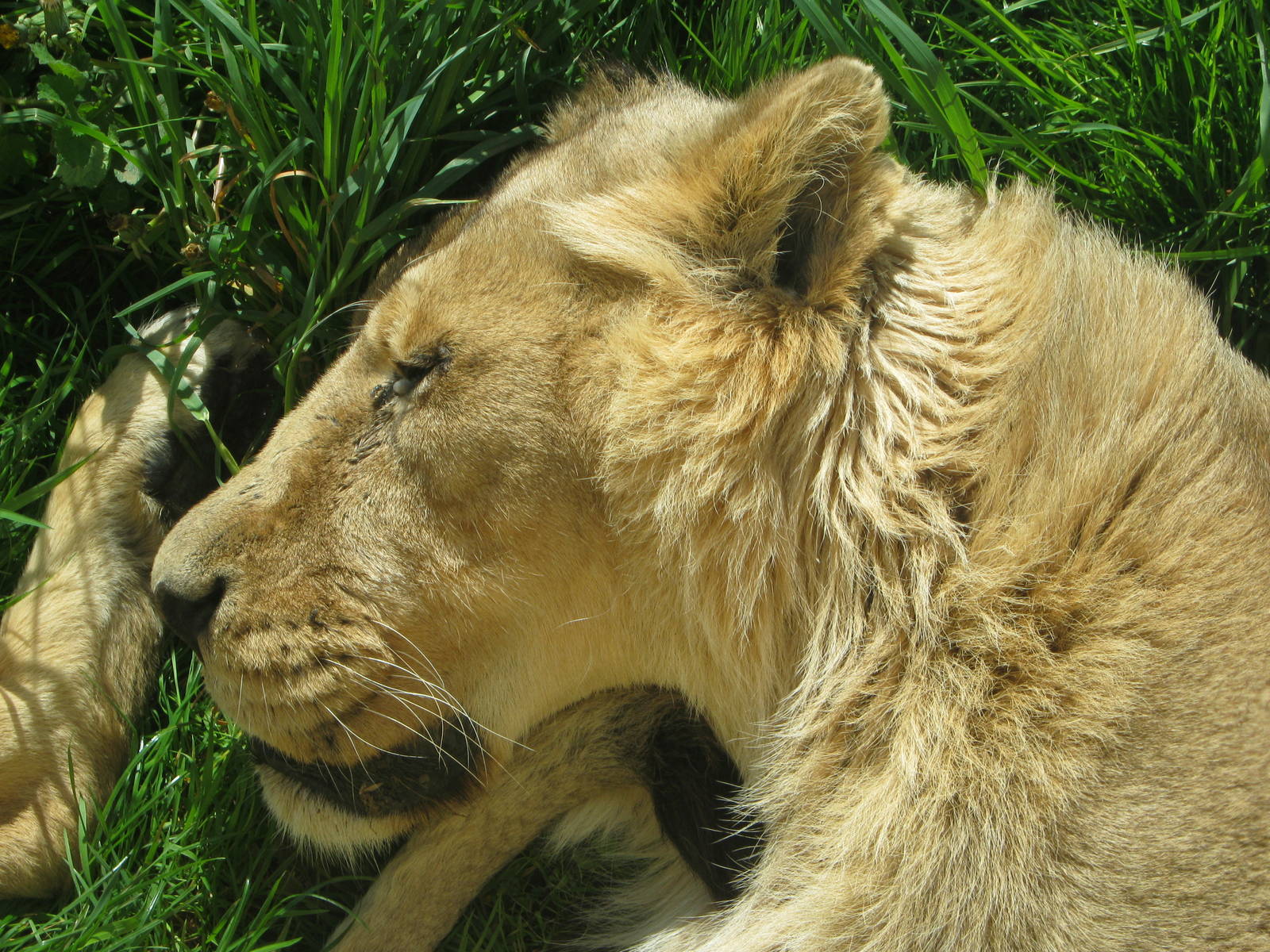 Asiatic Lioness 2012