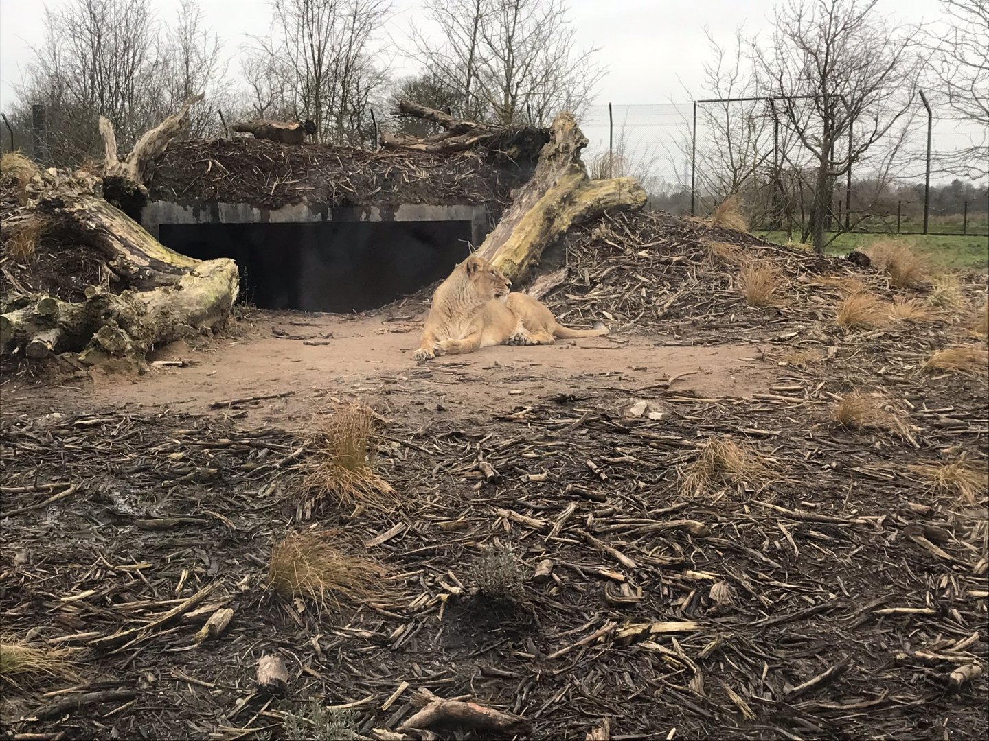 Asiatic lioness (2020)