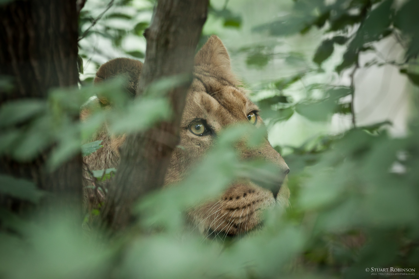 Asiatic Lioness - 27/08/2011