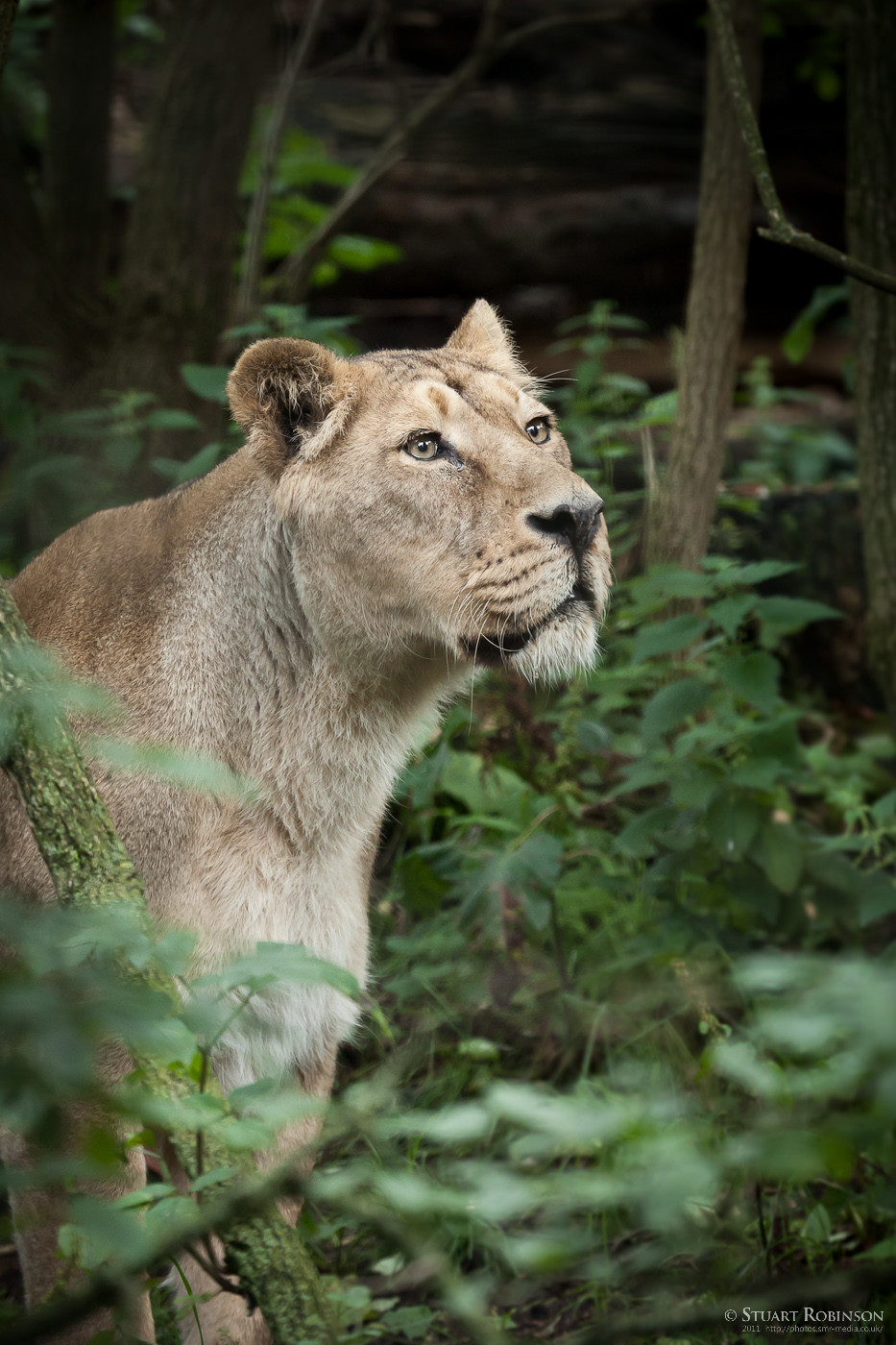 Asiatic Lioness - 27/08/2011