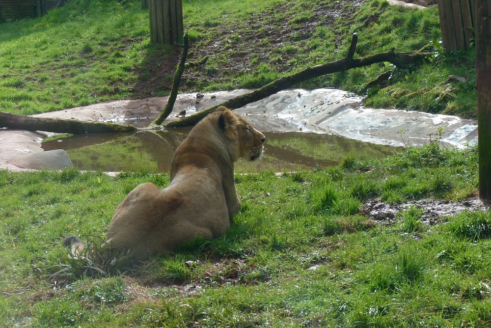 Asiatic lioness 4 March 2012