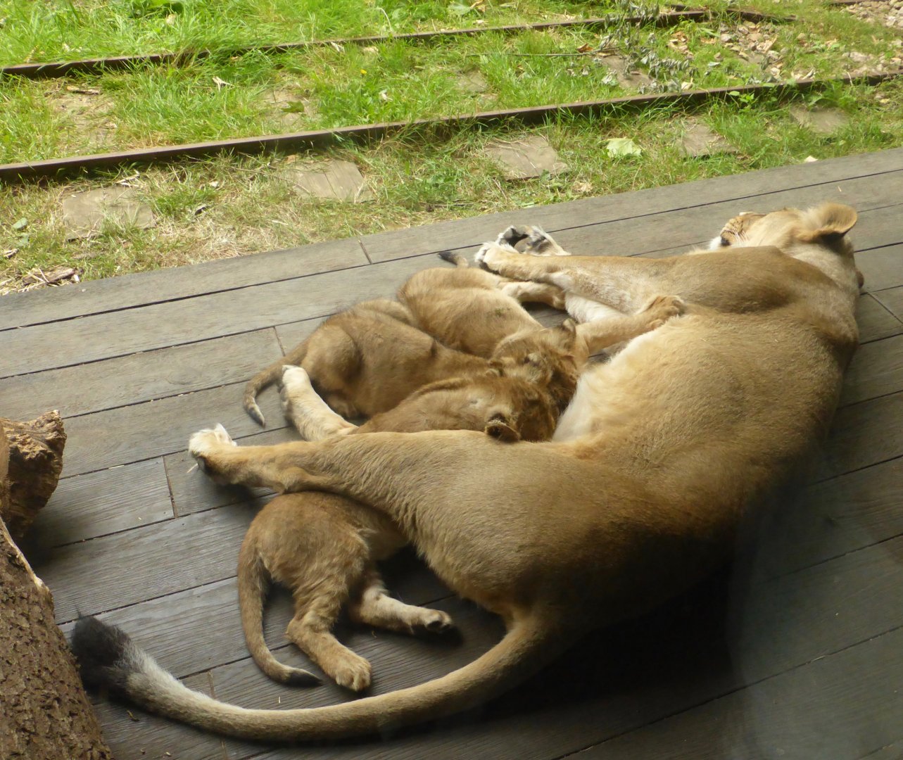 Asiatic Lioness Arya with cubs Mali, Syanii and Shanti