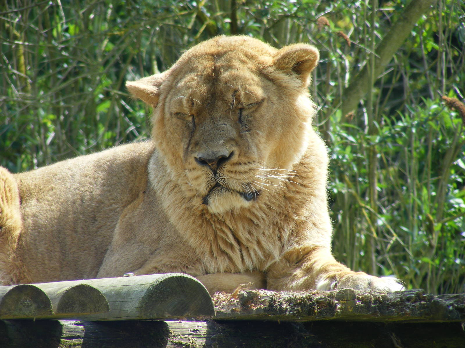 Asiatic lioness at Cotswold Wildlife Park, 3 May 2010