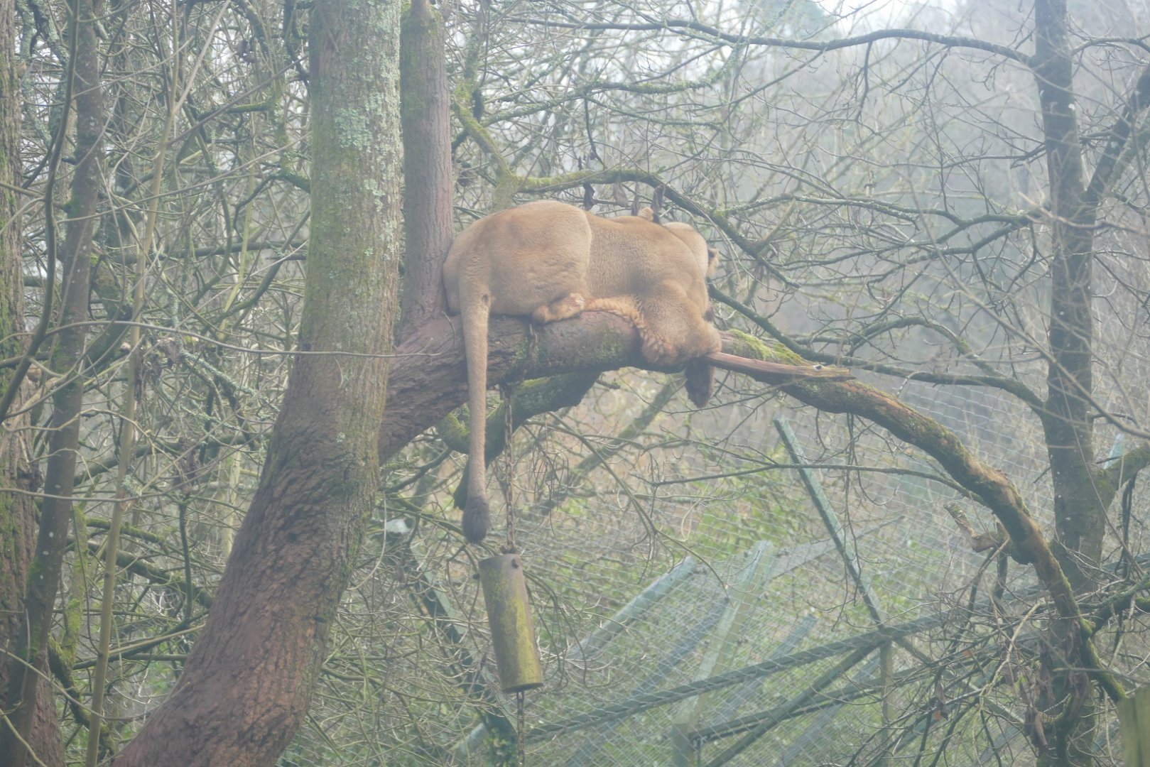 Asiatic lioness, December 2020