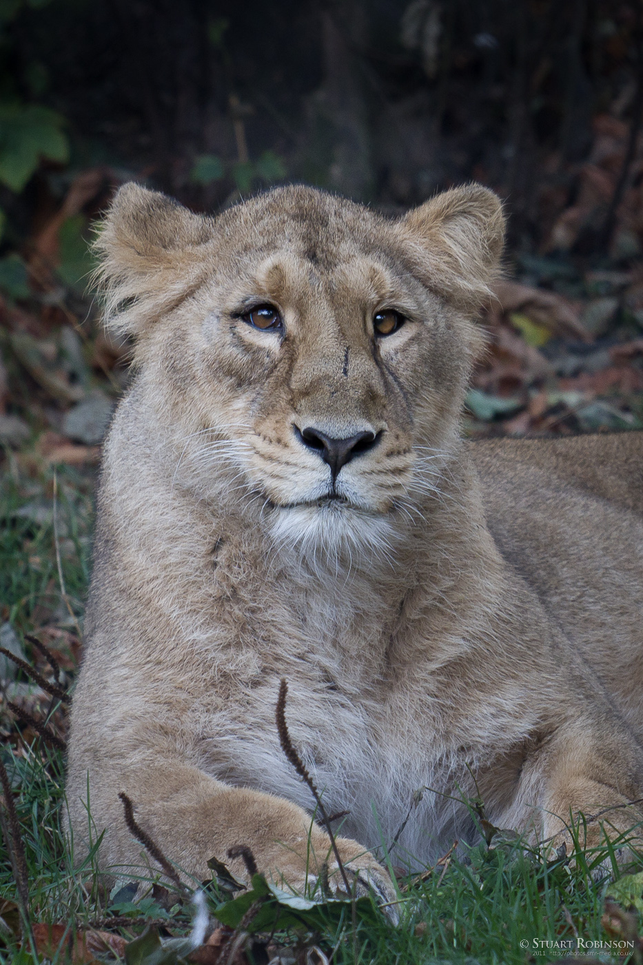 Asiatic Lioness Kiburi - 12/10/2011