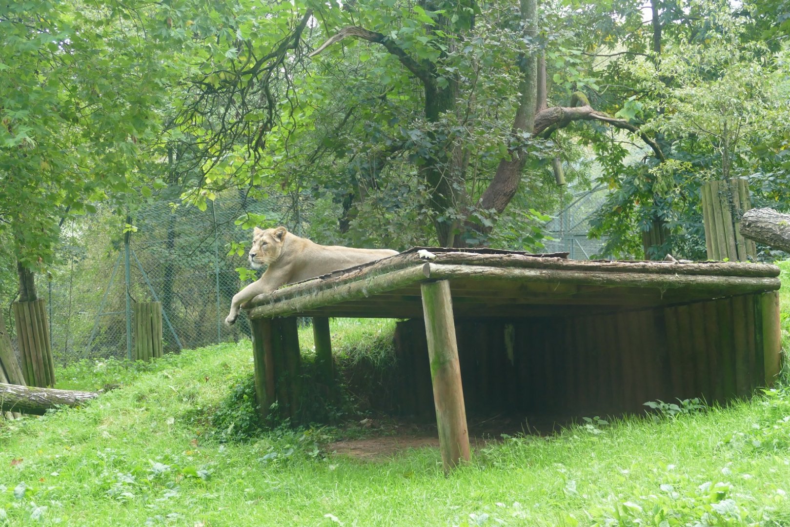 Asiatic lioness, October 2020
