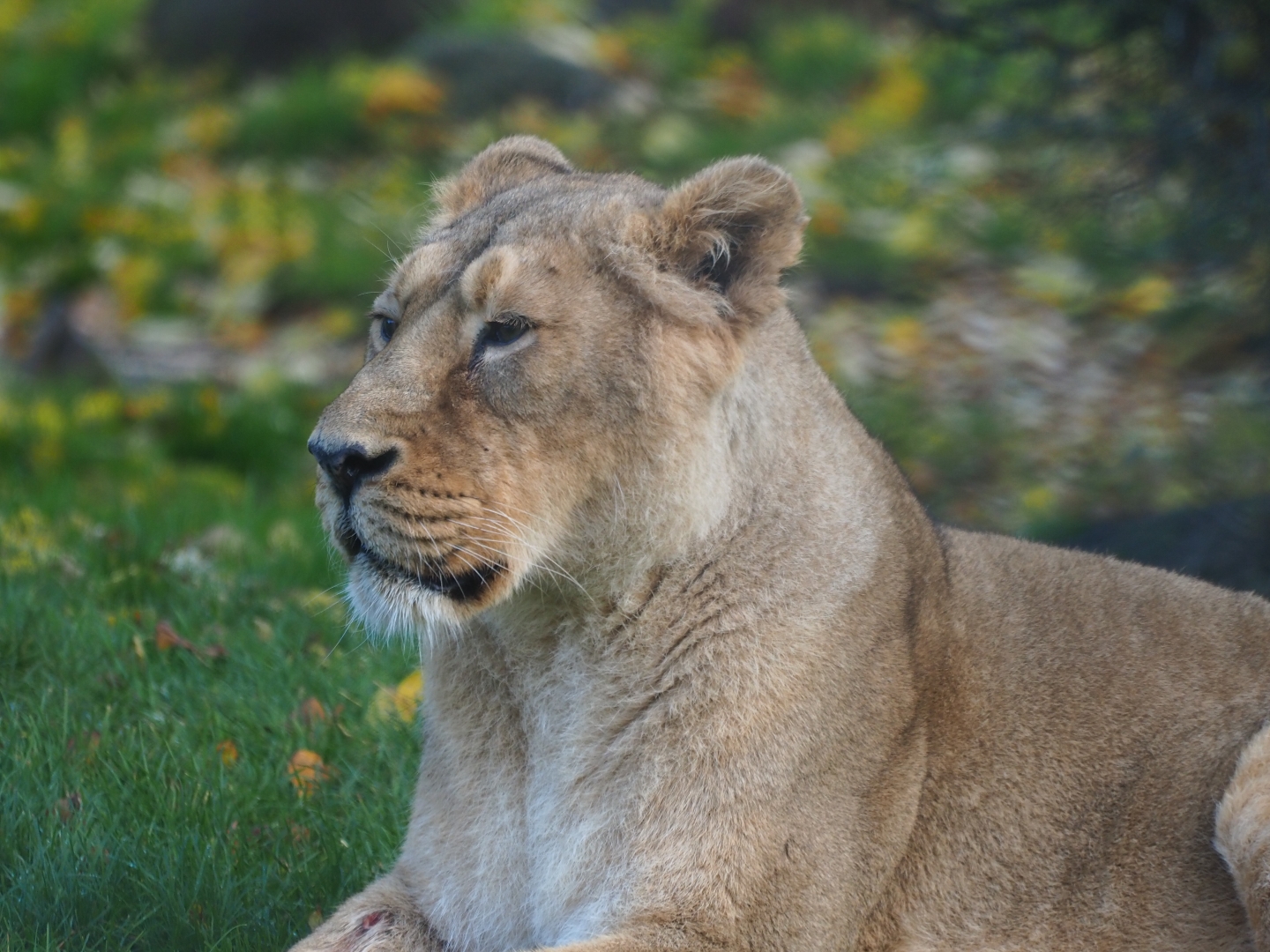 Asiatic lioness (Panthera leo leo), Nov 10th, 2018