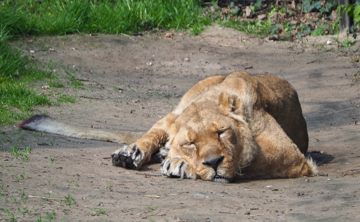 Asiatic lioness (Panthera leo persica), 2021-04-20