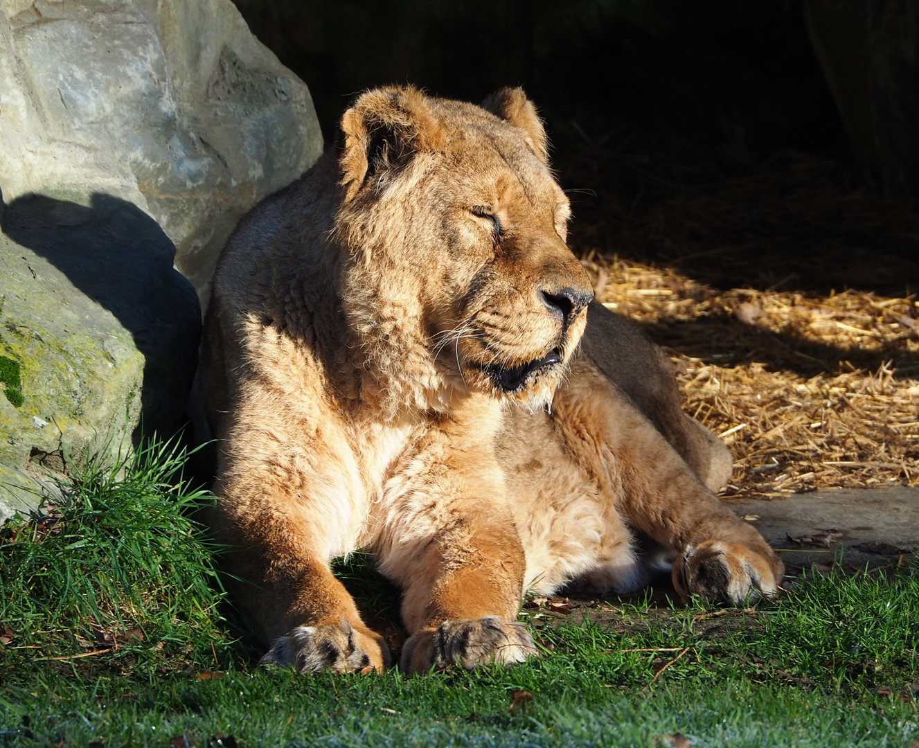 Asiatic lioness (Panthera leo persica), 2022-02-12