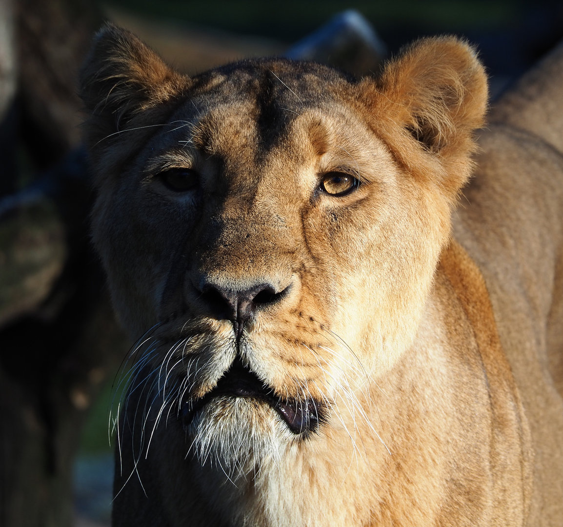 Asiatic lioness (Panthera leo persica), 2022-02-12