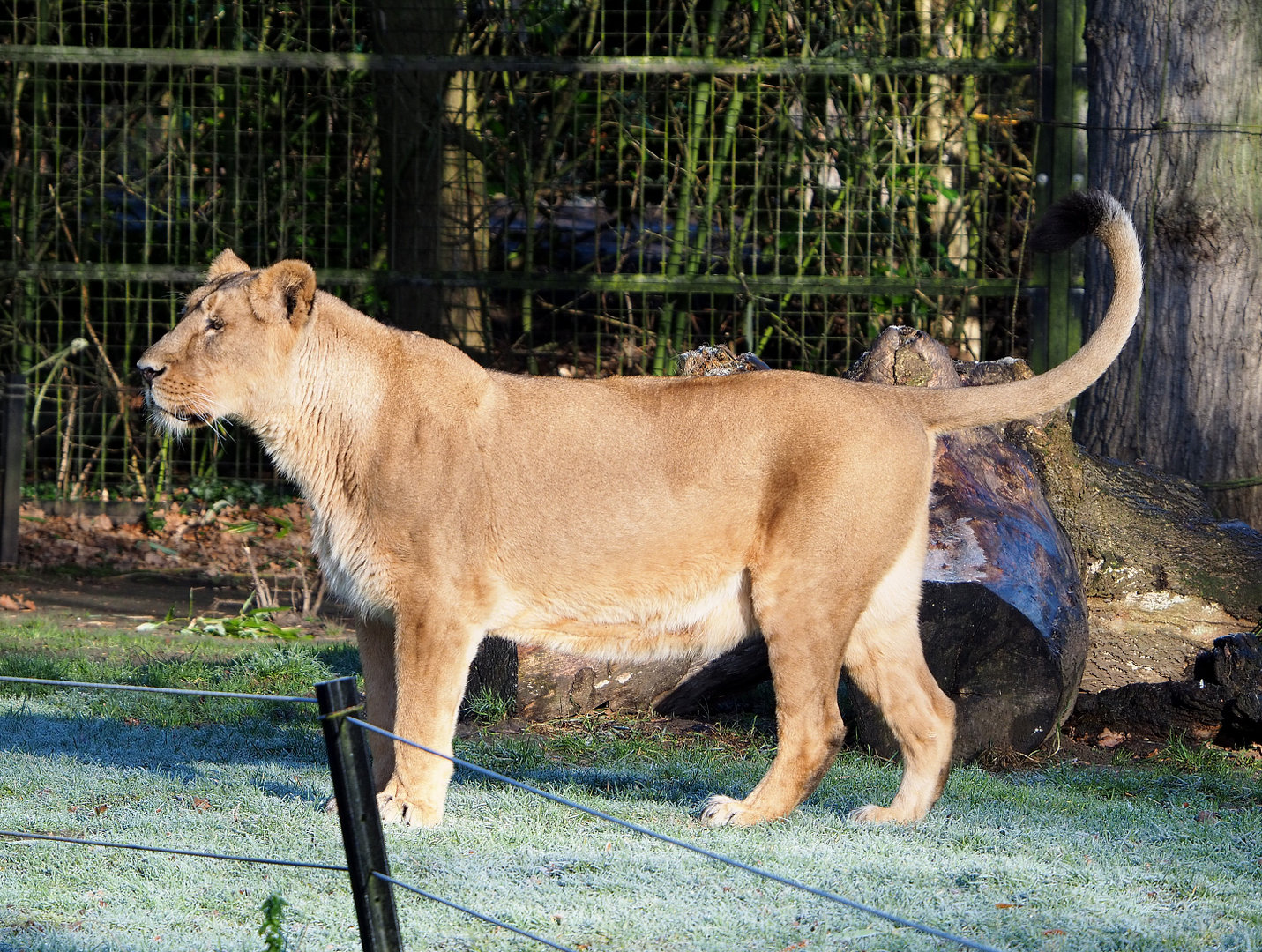 Asiatic lioness (Panthera leo persica), 2022-02-12